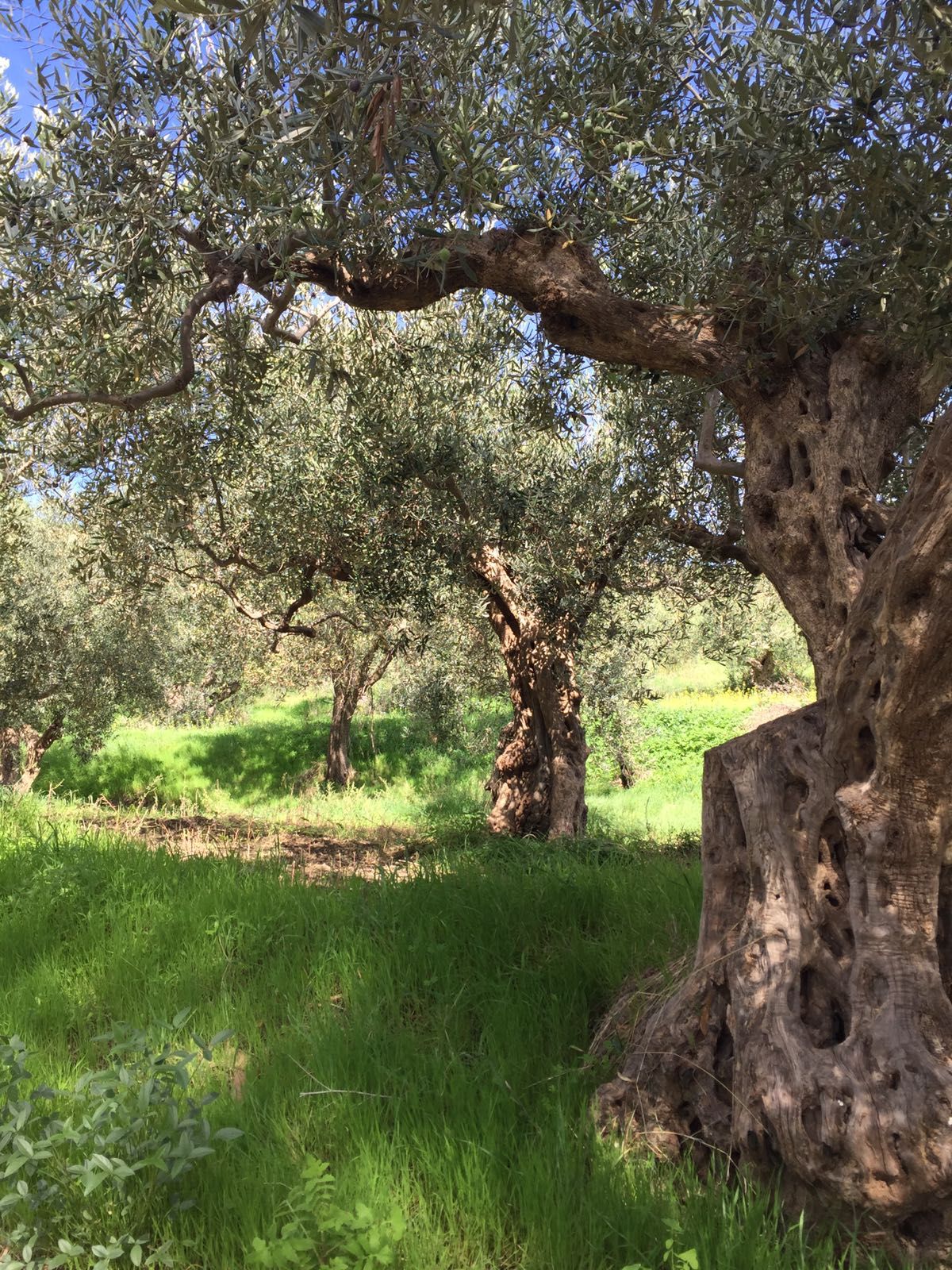 Ogglio Olive Oil | Bitten Oxford