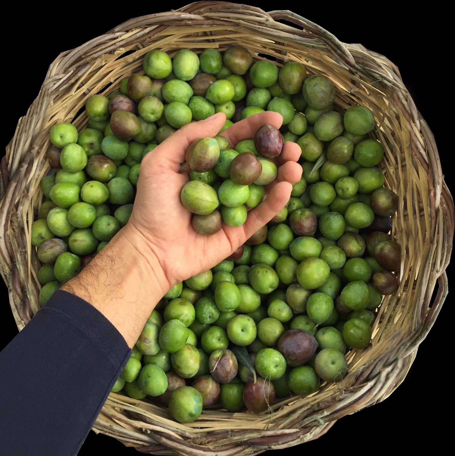 Ogglio Olive Oil | Bitten Oxford